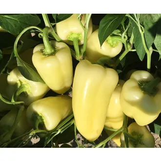 Paprika Hétvezér F1 Duna - 5000 szem