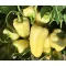 Paprika Hétvezér F1 Duna - 5000 szem