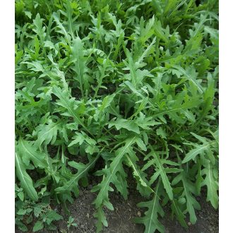 Rukola Wild Rocket (Diplotaxis Tenuifolia) Semo - 10g