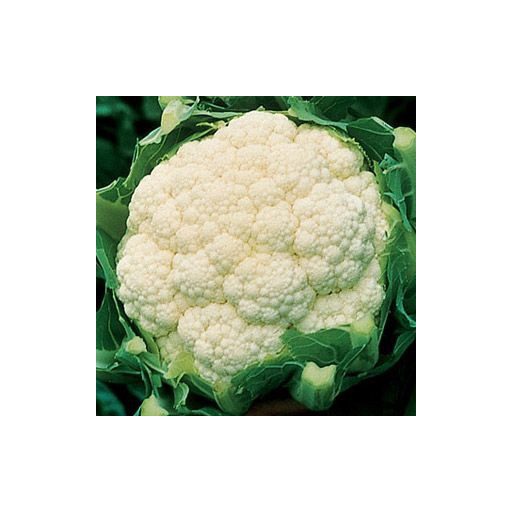 Karfiol Amazing Bejo - 2500 szem