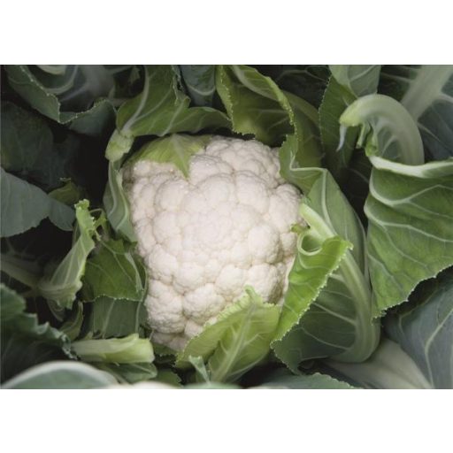 Karfiol Alcala F1 Bejo - 2500 szem