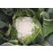 Karfiol Alcala F1 Bejo - 2500 szem