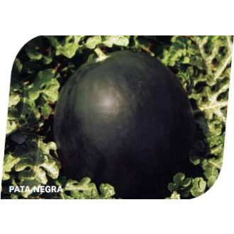 Görögdinnye Pata Negra F1 Seminis - 1000 szem