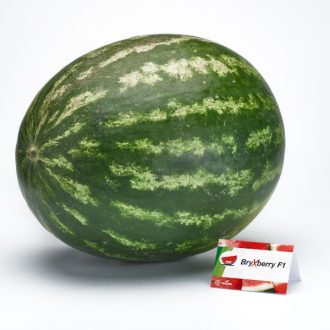Görögdinnye Bryxberry F1 Seminis - 1000 szem