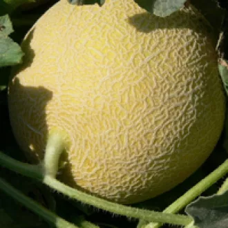 Sárgadinnye Edecos F1 Seminis - 100 szem