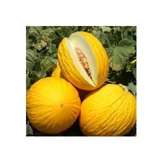 Sárgadinnye Giorillo F1 Seminis - 100 szem