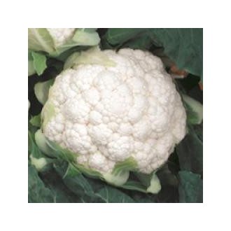 Karfiol Conero F1 Seminis - 2500 szem