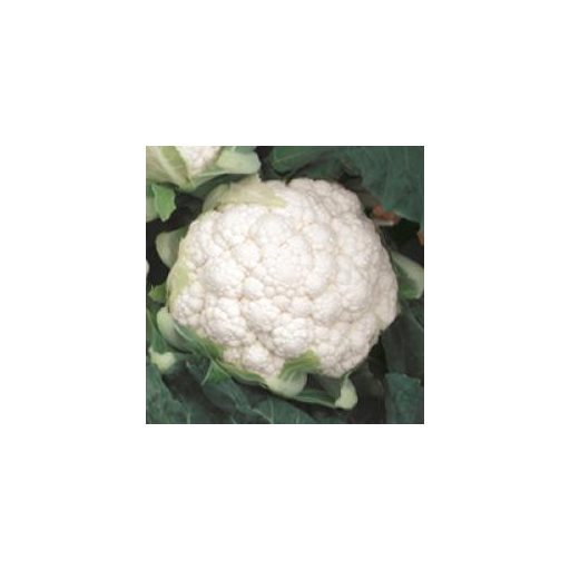 Karfiol Conero F1 Seminis - 2500 szem