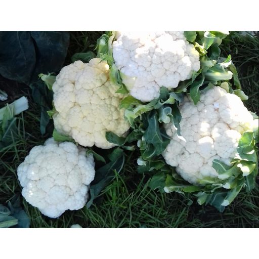 Karfiol Whitex F1 Seminis - 2500 szem