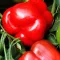 Paprika Red Knight X3R F1 Seminis - 100 szem