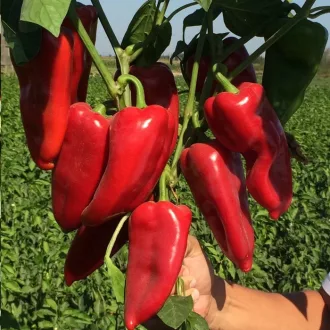Paprika Tonton F1 Seminis - 1000 szem