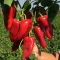 Paprika Tonton F1 Seminis - 1000 szem