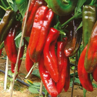 Paprika Minerva F1 Seminis - 100 szem