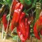 Paprika Minerva F1 Seminis - 100 szem