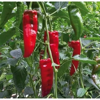 Paprika Ramiro F1 Seminis - 100 szem