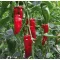 Paprika Ramiro F1 Seminis - 100 szem