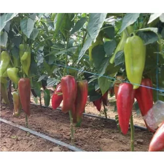 Paprika SV0102PP F1 Seminis - 100 szem