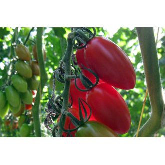 Paradicsom Caprese F1 Seminis - 100 szem