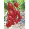 Paradicsom Cello F1 Seminis - 100 szem
