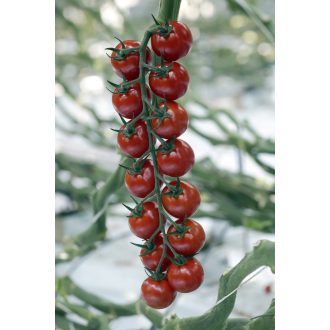 Paradicsom Conchita F1 Seminis - 100 szem