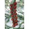 Paradicsom Conchita F1 Seminis - 100 szem