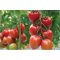 Paradicsom Prunus F1 Seminis - 100 szem