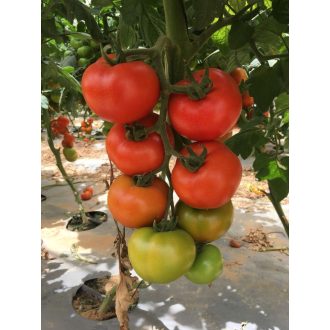 Paradicsom Eshkol F1 Seminis - 100 szem