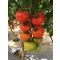 Paradicsom Eshkol F1 Seminis - 100 szem