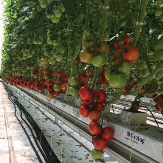 Paradicsom Merlice F1 Seminis - 100 szem
