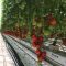 Paradicsom Merlice F1 Seminis - 100 szem