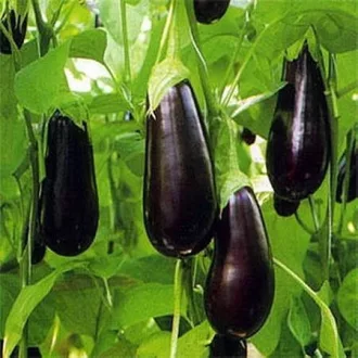 Tojásgyümölcs Epic F1 Seminis - 100 szem