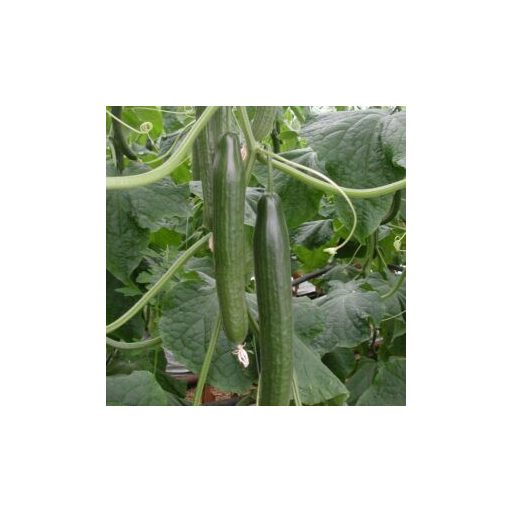 Uborka Mulhacen F1 Kígyó Seminis - 100 sem