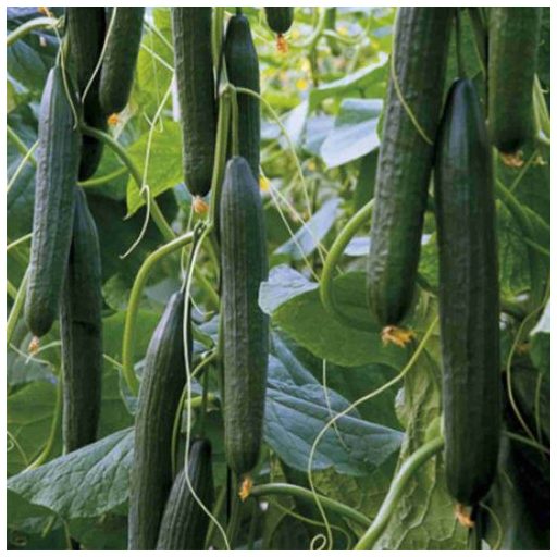 Uborka Tornac F1 Kígyó Seminis - 100 szem