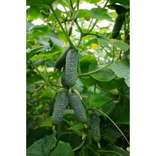 Uborka SV4097CV F1 Seminis - 500 szem