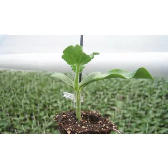 Root Stock F1 RS 841 Tök Alany Seminis - 1000 szem