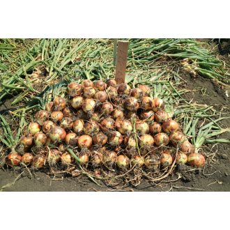Vöröshagyma Bronston F1 (37-121) Orosco - 250.000 szem