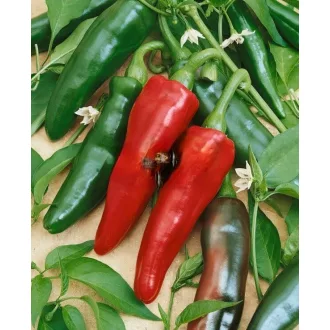 Paprika Jalahot F1 Jalapeno Semo - 100 szem