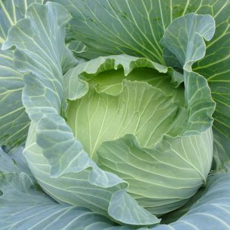  Fejeskáposzta Green Lunar F1 Precíziós Takii Seed - 2500 szem