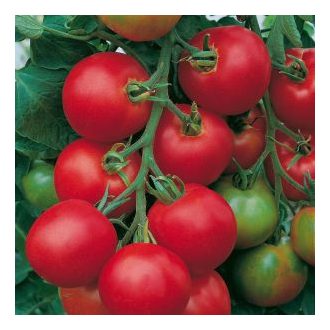 Paradicsom Tolstoi F1 Bejo - 250 szem
