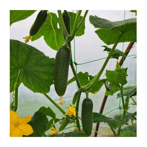 Uborka CRX 20533 F1 Cora Seeds - 250 szem