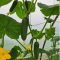 Uborka CRX 20533 F1 Cora Seeds - 250 szem