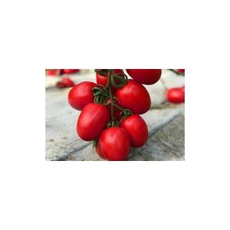 Paradicsom CRX 79215 F1 Cora Seeds - 1000 szem