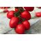 Paradicsom CRX 79215 F1 Cora Seeds - 1000 szem
