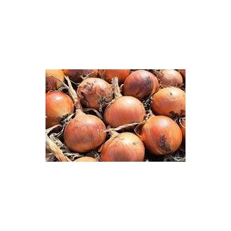 Vöröshagyma Epika F1 Prec. Cora Seeds - 100.000 szem