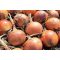 Vöröshagyma Epika F1 Prec. Cora Seeds - 100.000 szem