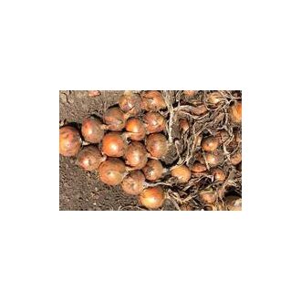 Vöröshagyma Skiner F1 Cora Seeds - 100.000 szem