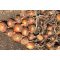 Vöröshagyma Skiner F1 Cora Seeds - 100.000 szem