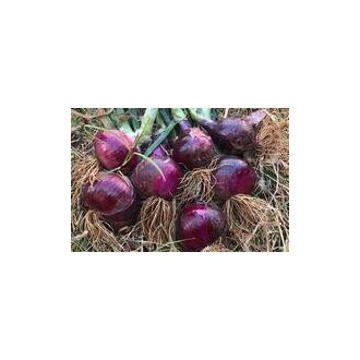 Vöröshagyma CRX 3720 F1 Lila Cora Seeds - 100.000 szem