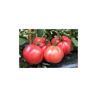 Paradicsom Espada (CRX 73068) F1 Cora Seeds - 1000 szem