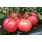 Paradicsom Espada (CRX 73068) F1 Cora Seeds - 1000 szem
